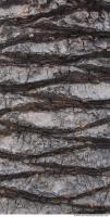 Photo Texture of Tree Bark 0002